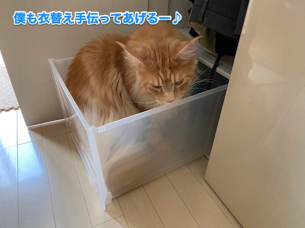 f:id:chikojirou:20200501220354j:plain
