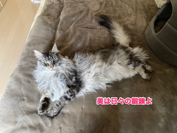 f:id:chikojirou:20200501220408j:plain