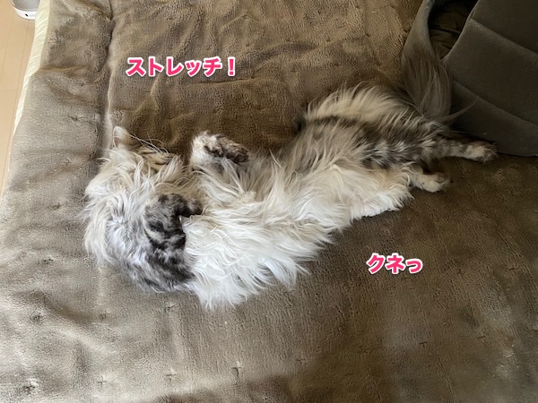 f:id:chikojirou:20200501220412j:plain