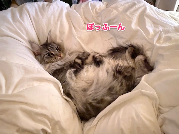 f:id:chikojirou:20200503174601j:plain
