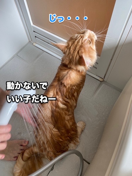 f:id:chikojirou:20200505205101j:plain