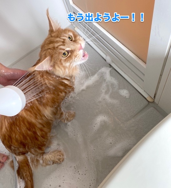 f:id:chikojirou:20200505205105j:plain