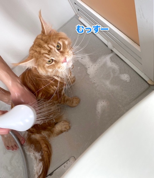f:id:chikojirou:20200505205108j:plain
