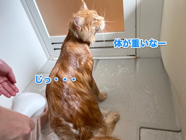 f:id:chikojirou:20200505205112j:plain