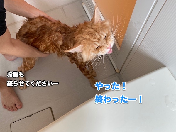 f:id:chikojirou:20200505205119j:plain