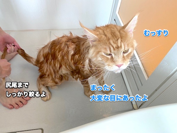 f:id:chikojirou:20200505205123j:plain