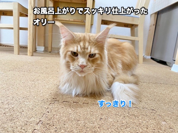 f:id:chikojirou:20200505205129j:plain