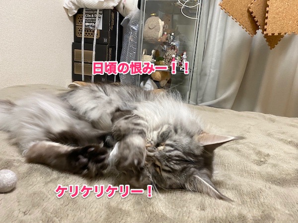 f:id:chikojirou:20200505205145j:plain