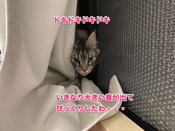 f:id:chikojirou:20200506203208j:plain