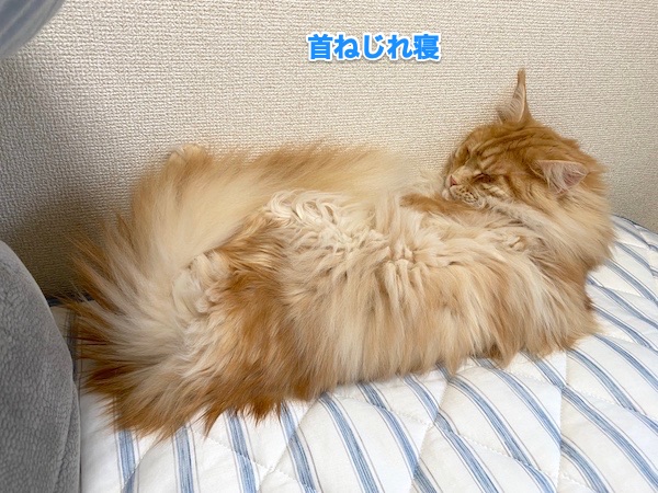 f:id:chikojirou:20200506203228j:plain