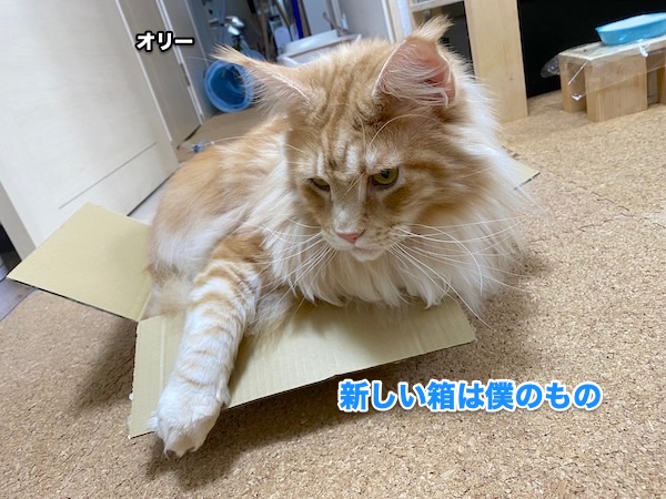 f:id:chikojirou:20200508221941j:plain