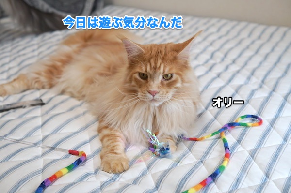 f:id:chikojirou:20200510200658j:plain f:id:chikojirou:20200510200658j:plain
