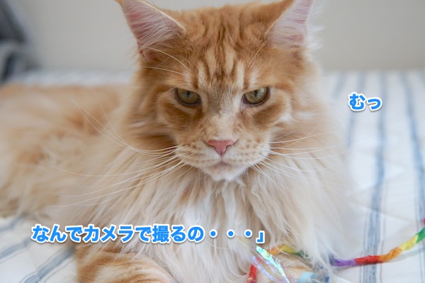 f:id:chikojirou:20200510200702j:plain f:id:chikojirou:20200510200702j:plain