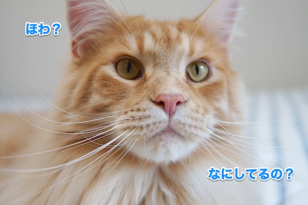 f:id:chikojirou:20200510200705j:plain f:id:chikojirou:20200510200705j:plain