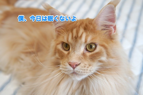 f:id:chikojirou:20200510200710j:plain f:id:chikojirou:20200510200710j:plain