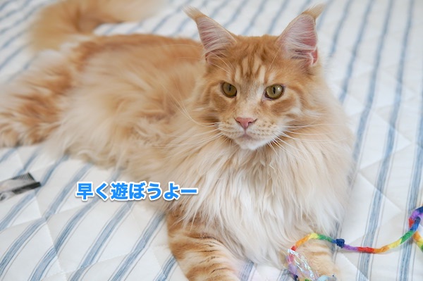 f:id:chikojirou:20200510200712j:plain f:id:chikojirou:20200510200712j:plain