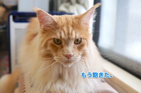 f:id:chikojirou:20200510200720j:plain f:id:chikojirou:20200510200720j:plain