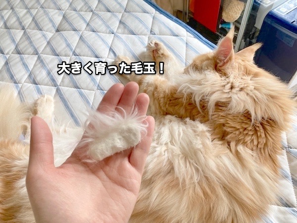 f:id:chikojirou:20200510200727j:plain f:id:chikojirou:20200510200727j:plain