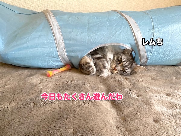 f:id:chikojirou:20200512212007j:plain