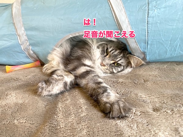 f:id:chikojirou:20200512212013j:plain