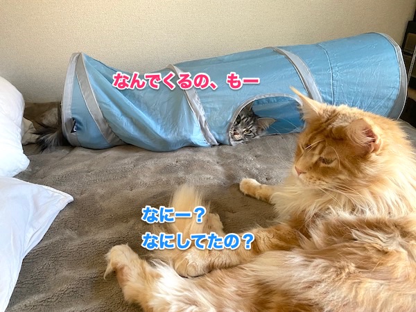 f:id:chikojirou:20200512212016j:plain