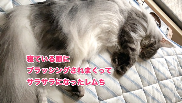 f:id:chikojirou:20200512212028j:plain