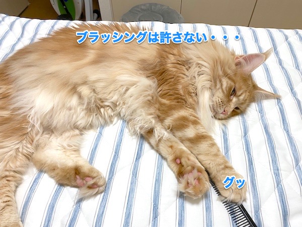 f:id:chikojirou:20200512212033j:plain