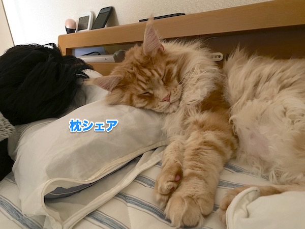 f:id:chikojirou:20200512212039j:plain