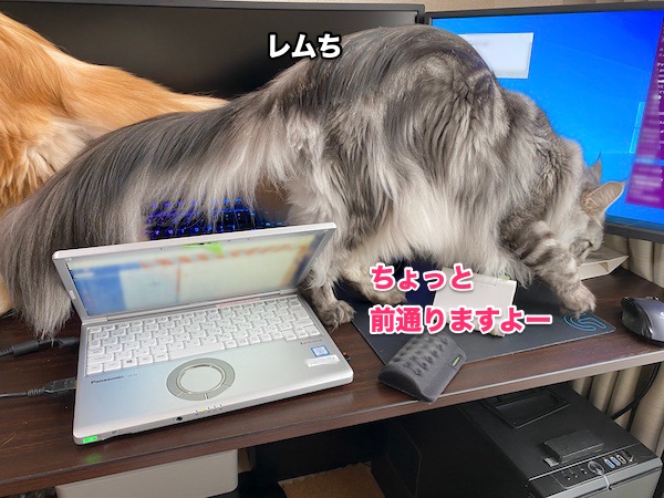 f:id:chikojirou:20200518214406j:plain