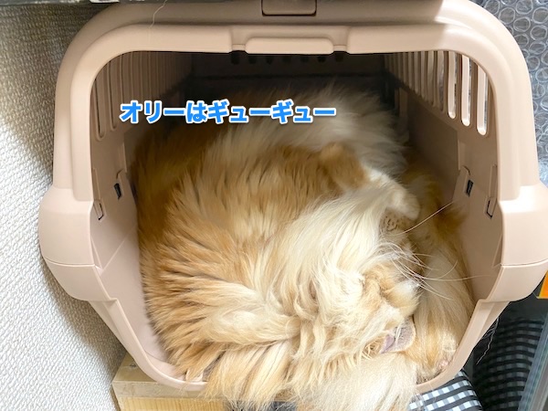 f:id:chikojirou:20200518214423j:plain