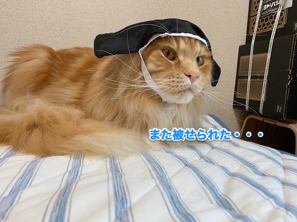 f:id:chikojirou:20200518214427j:plain
