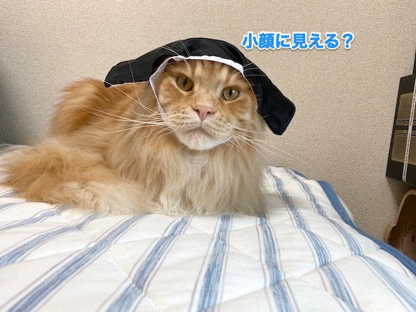 f:id:chikojirou:20200518214430j:plain