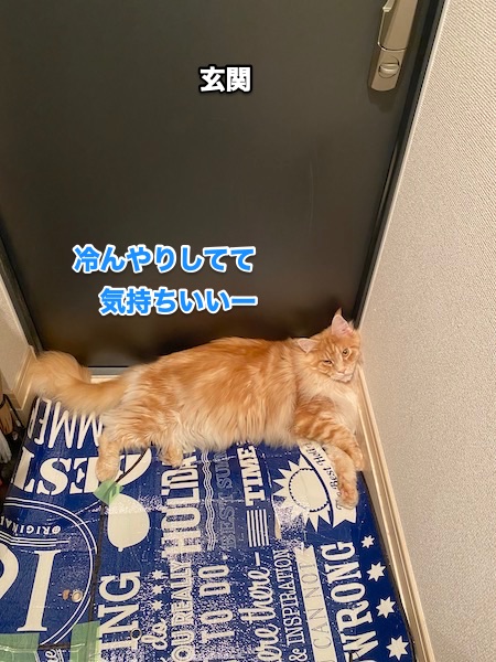 f:id:chikojirou:20200518214433j:plain