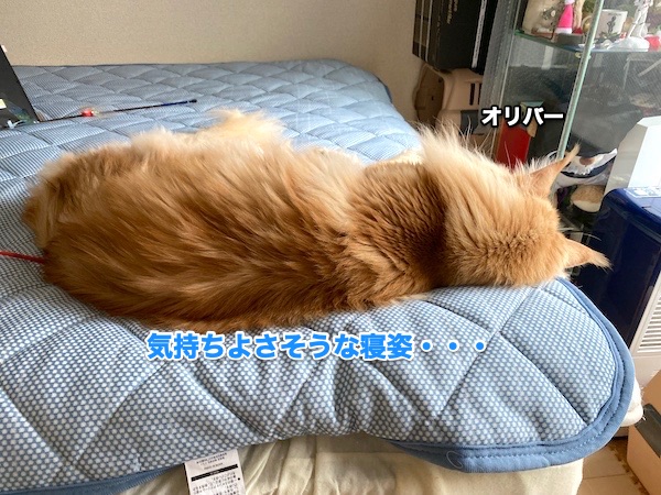 f:id:chikojirou:20200522204233j:plain