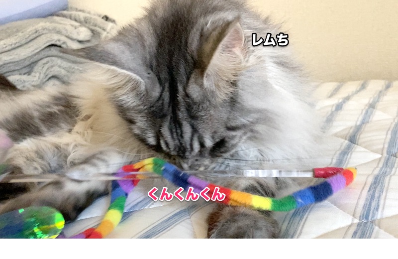 f:id:chikojirou:20200522204236j:plain