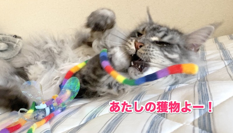 f:id:chikojirou:20200522204239j:plain