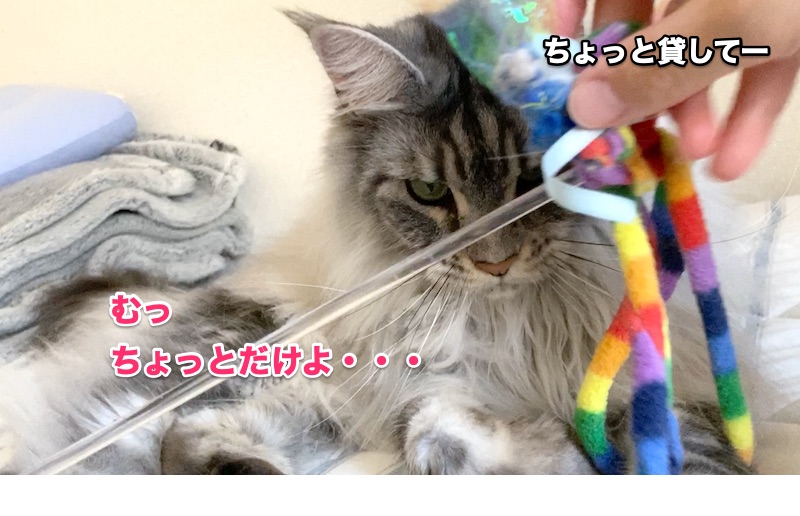 f:id:chikojirou:20200522204244j:plain