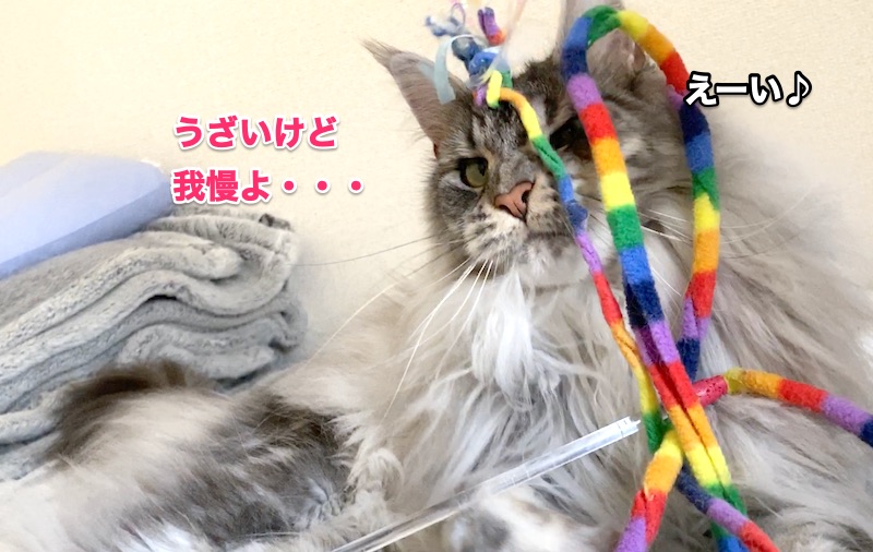 f:id:chikojirou:20200522204247j:plain