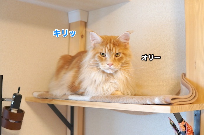 f:id:chikojirou:20200525220030j:plain
