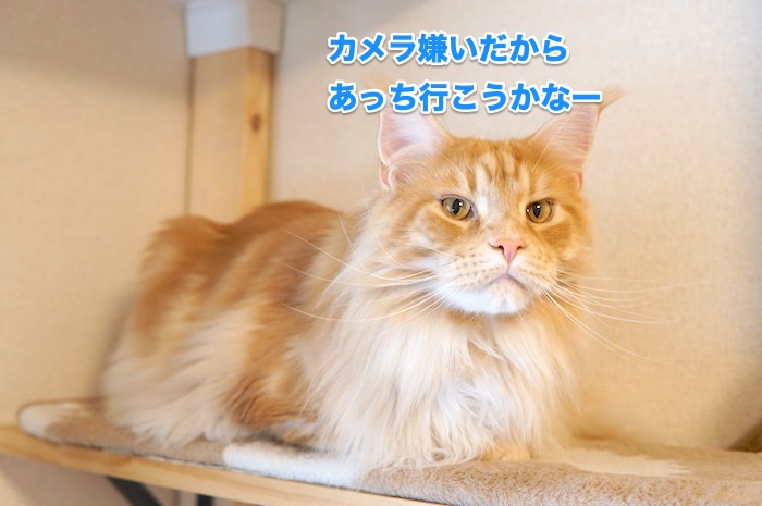 f:id:chikojirou:20200525220034j:plain