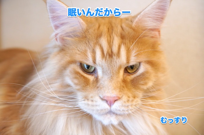 f:id:chikojirou:20200525220037j:plain