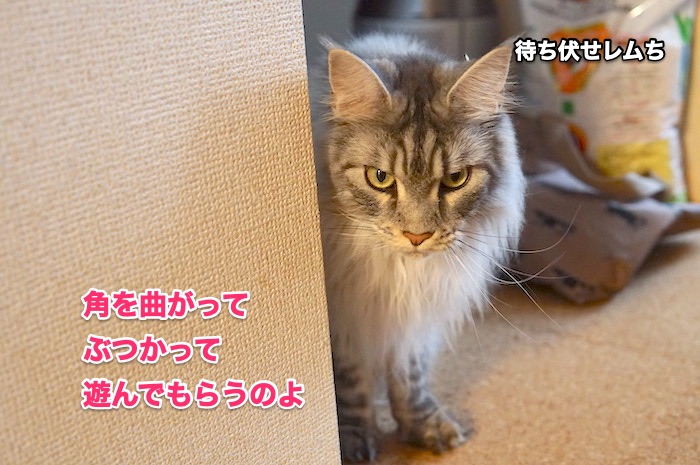 f:id:chikojirou:20200525220040j:plain