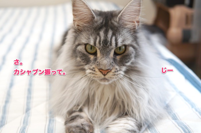 f:id:chikojirou:20200525220043j:plain