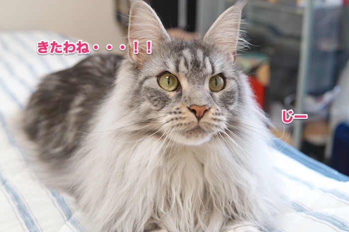 f:id:chikojirou:20200525220046j:plain