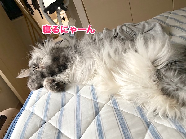 f:id:chikojirou:20200525220049j:plain