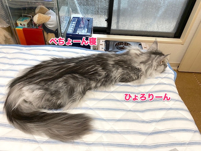 f:id:chikojirou:20200525220055j:plain