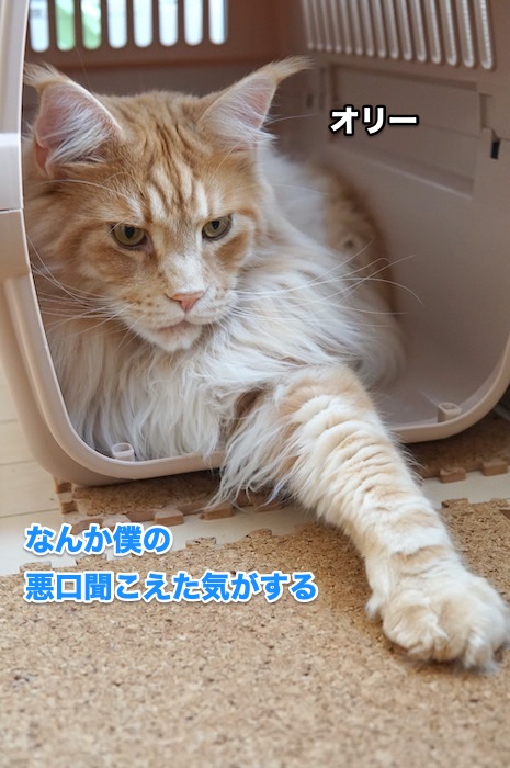 f:id:chikojirou:20200530215442j:plain