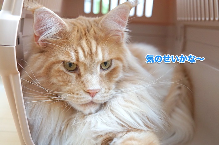 f:id:chikojirou:20200530215446j:plain