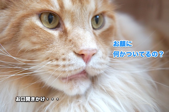 f:id:chikojirou:20200530215453j:plain