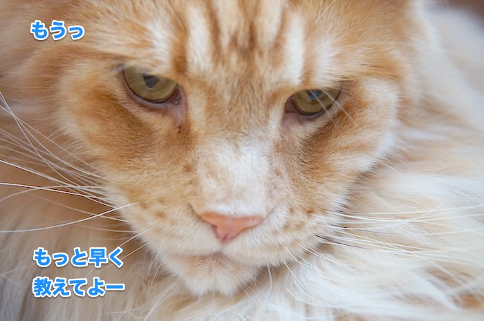 f:id:chikojirou:20200530215456j:plain